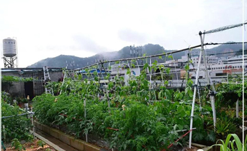 聽說了嗎，多米居然開始搞副業了？