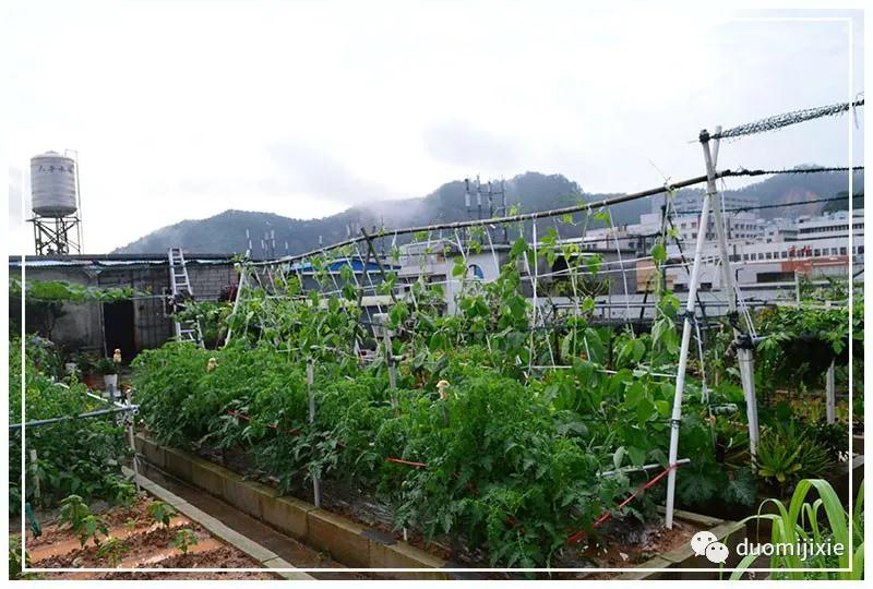 聽說了嗎，多米居然開始搞副業(yè)了？