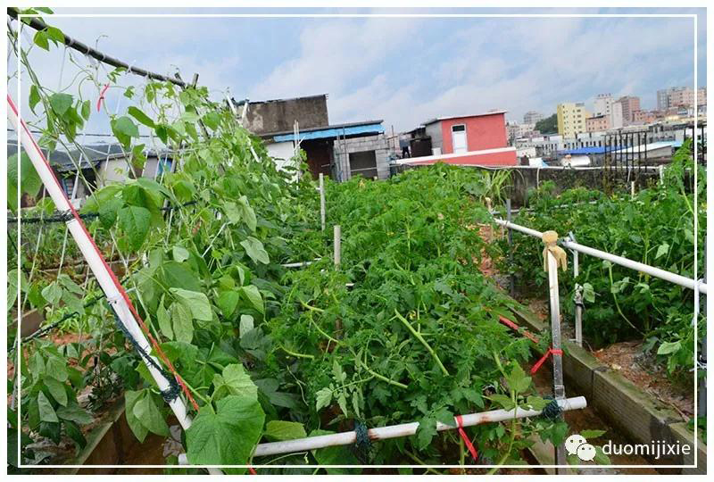 聽說了嗎，多米居然開始搞副業(yè)了？