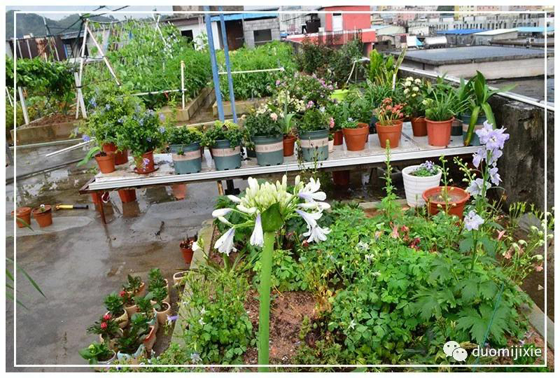 聽說了嗎，多米居然開始搞副業(yè)了？